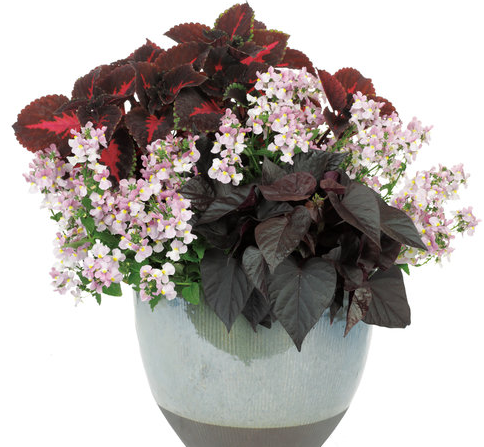 12" Hanging Basket - PW Combo #4 - Rouge Shade - Coleus/Sweet Potato Vine/Nemesia - Dark Maroon/Pink/Red