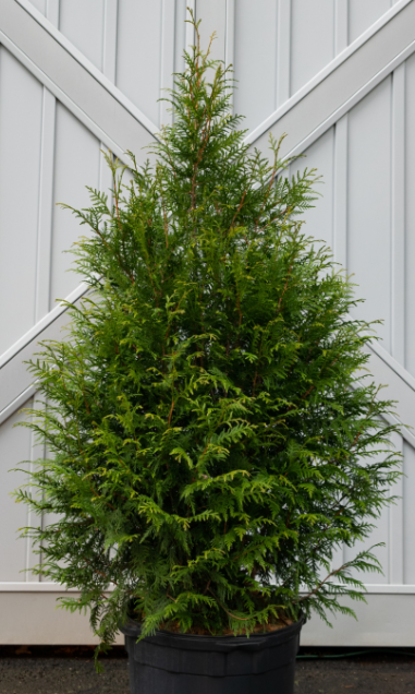 2.5G Thuja Plicata Leprechaun - Arborvitae - 88989-0292
