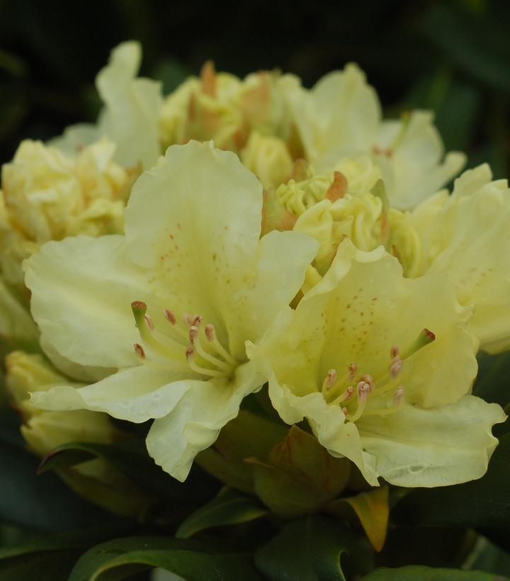 5G Rhododendron 'Capistrano' - 1002046