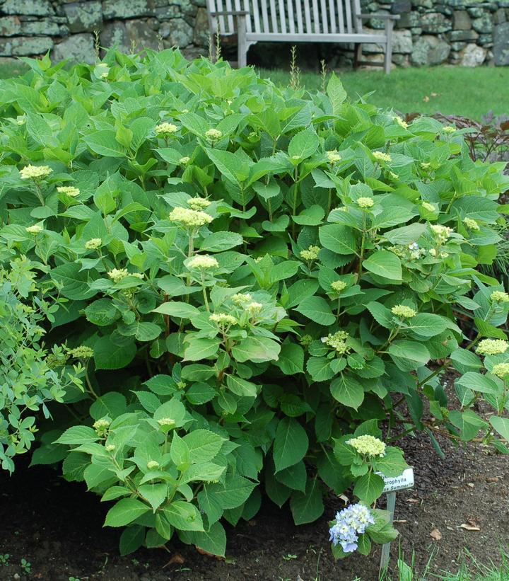 10G Hydrangea mac. Endless Summer® The Original ('Bailmer') Endless Summer® The Original Hydrangea: Patent PP15298 1007515