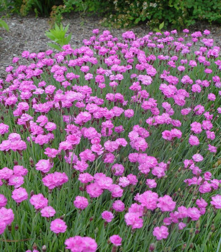 3`` Dianthus gratian. 'Tiny Rubies' Tiny Rubies Cheddar Pinks - POT 1003981