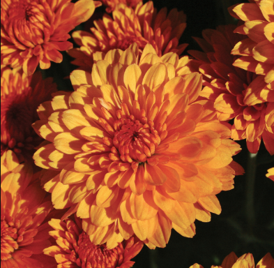 12" TP Mum Patio Pot - Miranda Orange