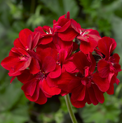 4.5" Geranium Ivy