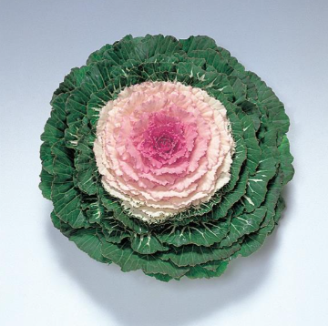 4.5" Ornamental Flowering Kale Pigeon Victoria Pink