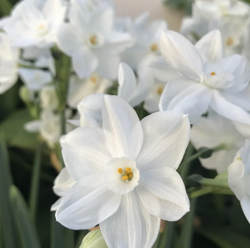 Netherland Bulb Company - Narcissus Paperwhite Ziva Jumbo Crate 17cm+ 4310112678