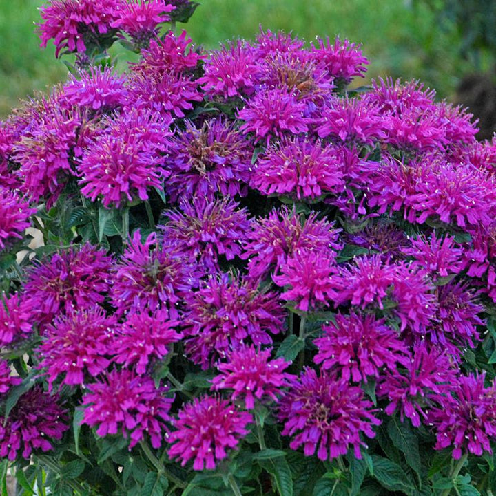 2G Monarda Sugar Buzz 'Grape Gumball' -  Bee Balm - 1007349