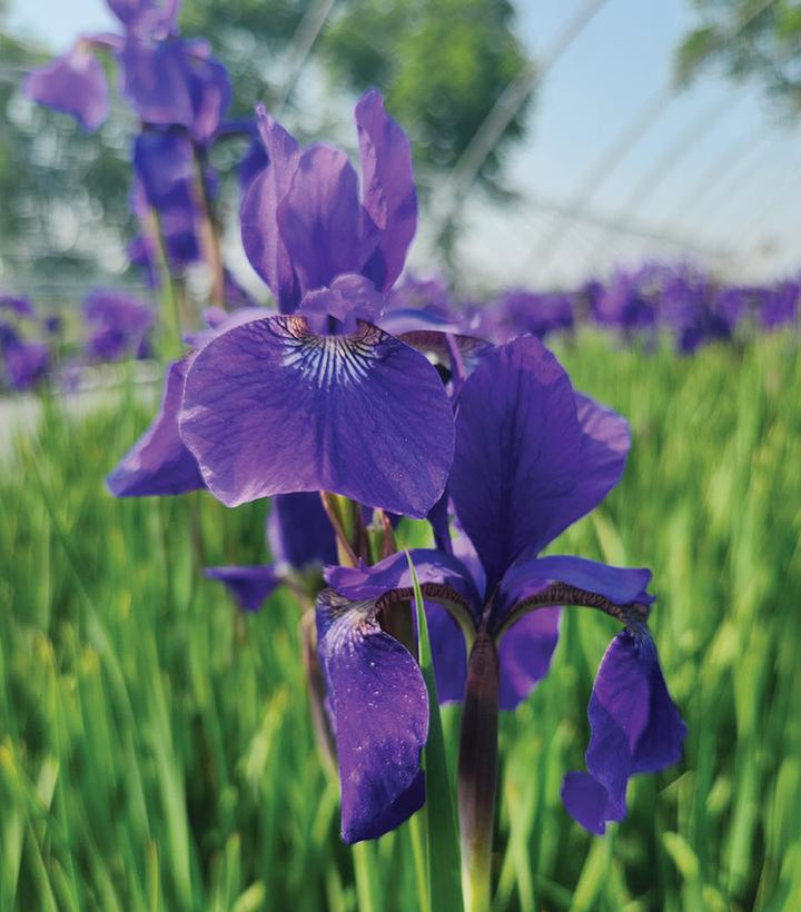 1G Iris sibirica 'Caesars Brother' Caesars Brother Siberian Iris 1000925
