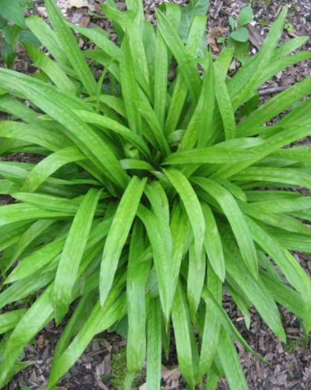 2.5" Carex Plantaginea - Plantain-leaved Sedge