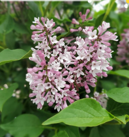 3G Syringa Patula 'Baby Kim' - 1012701