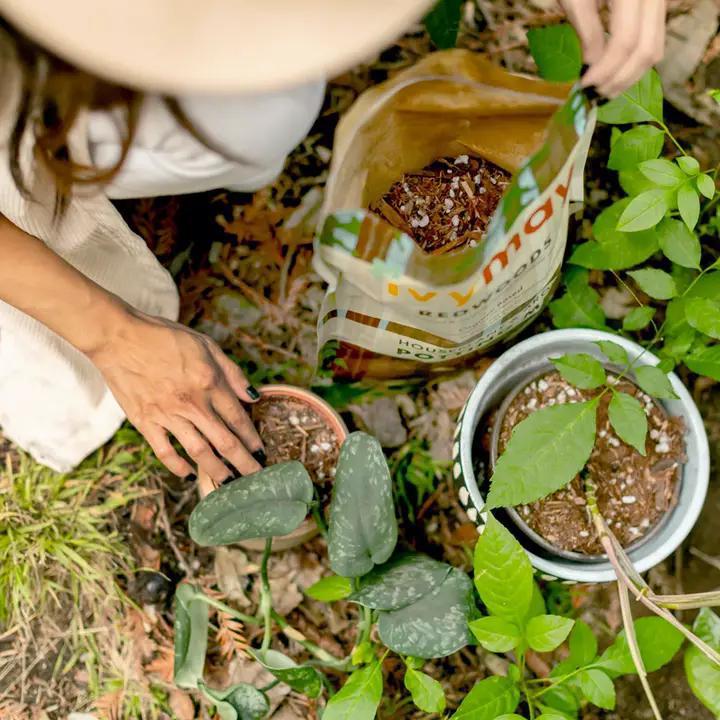 potting mix for ivy Houseplant Potting Mix (4 Quart Bag)