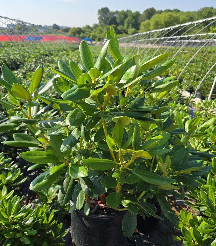 2G Rhododendron Catawbiense 'Cunningham's White' - 1000095