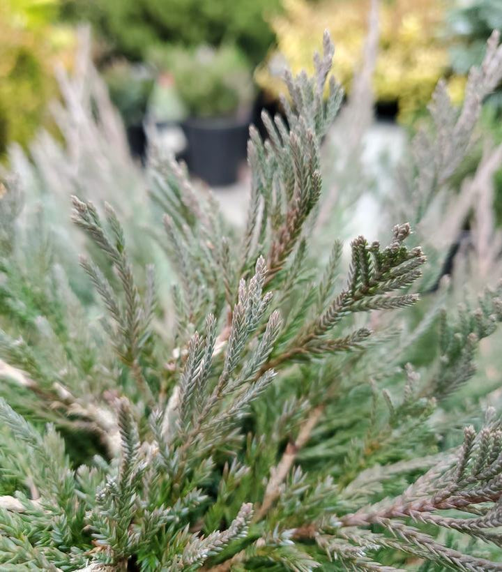 1G Juniperus Horizontalis 'Bar Harbor' Bar Harbor Creeping Juniper