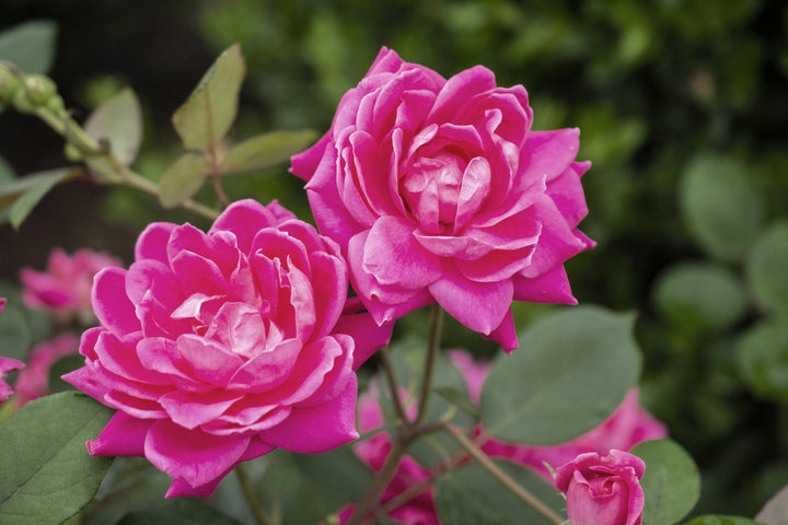 2G Knock Out Rose Bush - 'Double Pink' - 2640
