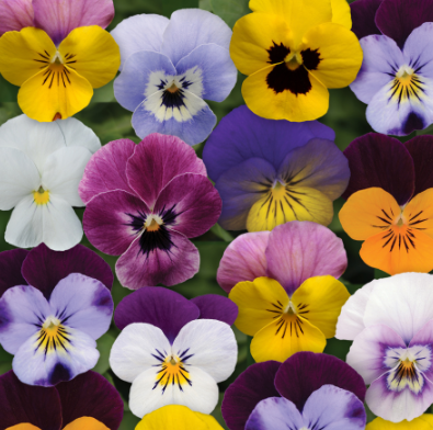 5.5" Viola - Sorbet Spring Select Mix