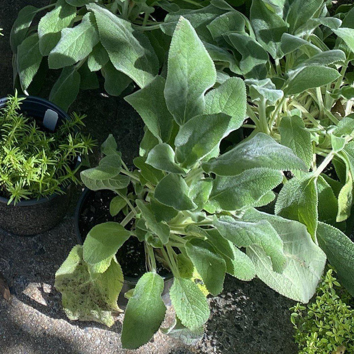 Giant Lamb's Ear