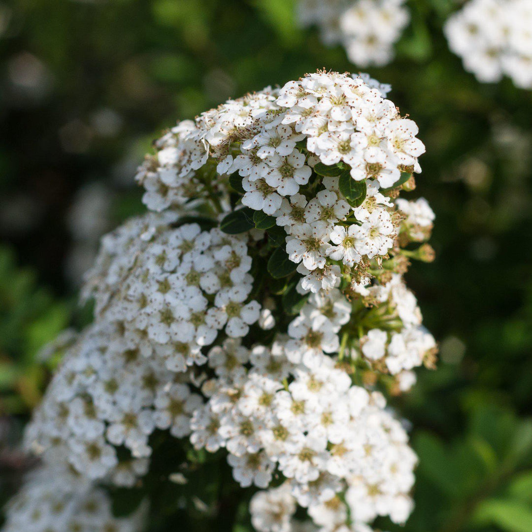 Snowmound Spirea