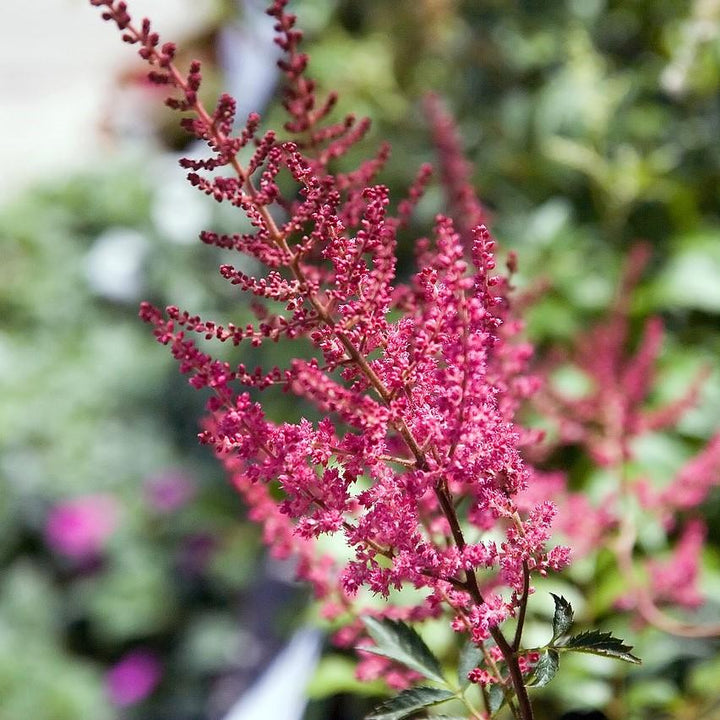 Fanal Astilbe