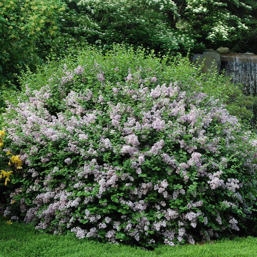 Palibin Korean Lilac