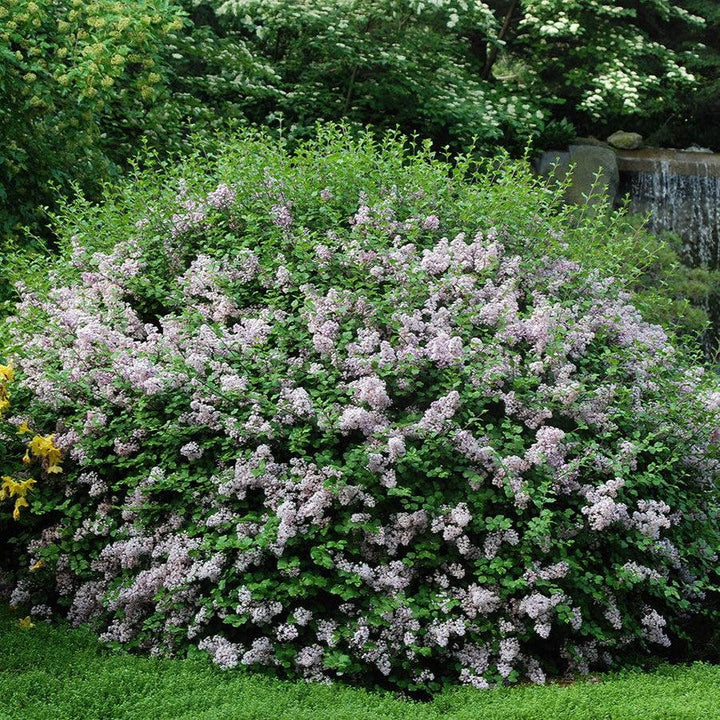 Palibin Korean Lilac