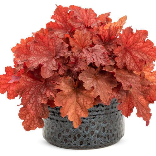 Primo® Peachberry Ice Heuchera