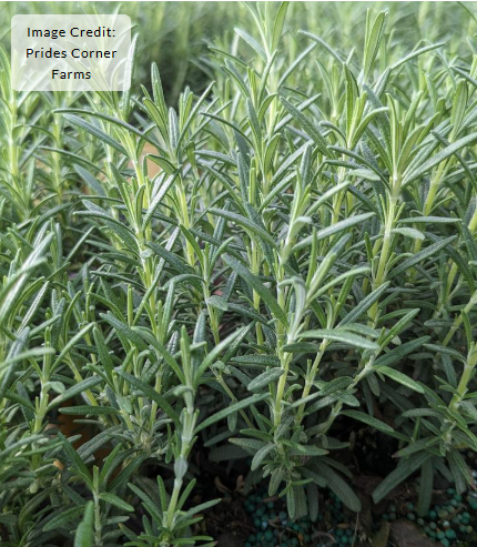 Arp Rosemary