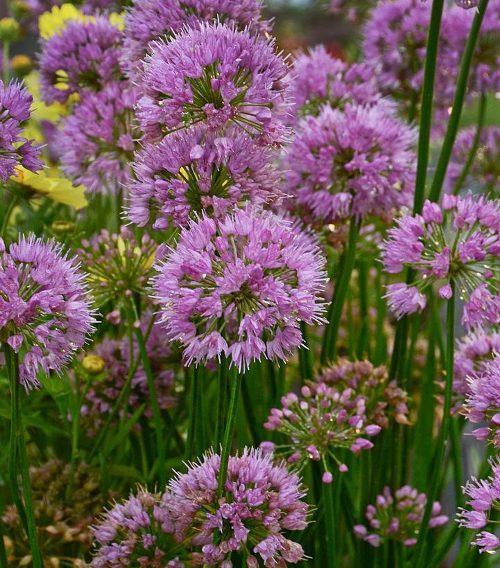 1G Allium 'Millenium' - Flowering Onion / Ornamental Onion - 1015282