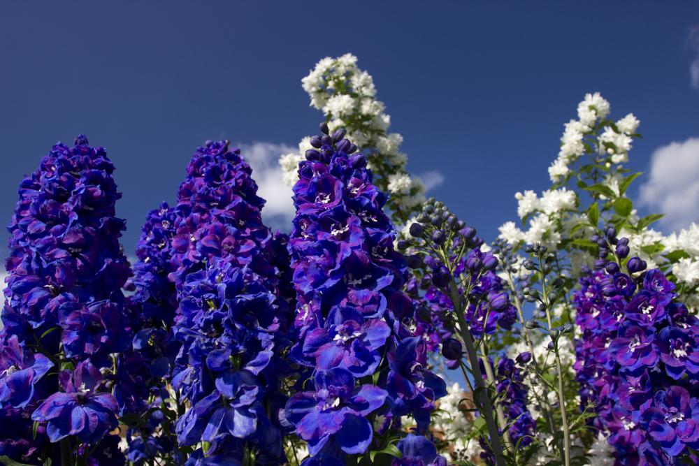 2G Delphinium 'Guardian Blue' - Larkspur - 1003996