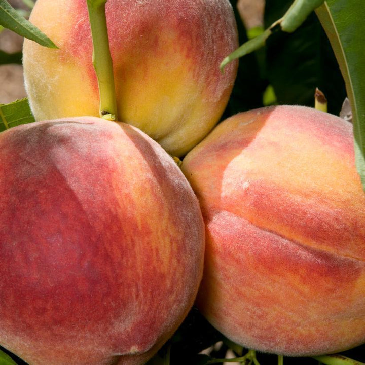 7G Prunus X 'Redhaven' Peach - Peach Tree - 1000614