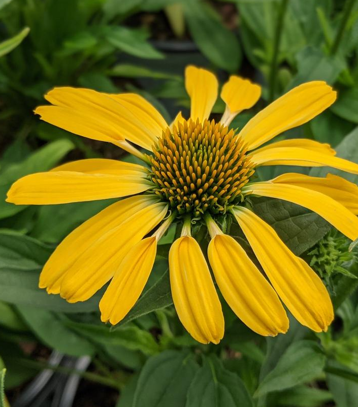 1G Echinacea Color Coded 'Yellow My Darling' - Coneflower - 1012931