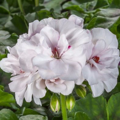 4.5" Geranium Ivy