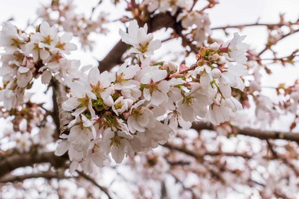 15G Prunus x Snow Fountains 4' - Flowering Weeping Cherry Tree - 74050-1886