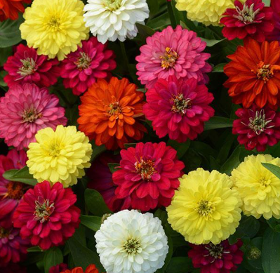 4.5" Zinnia