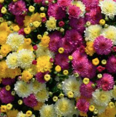 9" Combination Mum # 01 - Gigi Snow / Gigi Yellow / Gigi Dark Pink