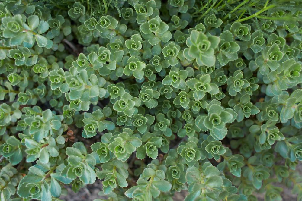 3`` Sedum Spurium 'John Creech' - Stonecrop (Creeping Sedum) 1003085