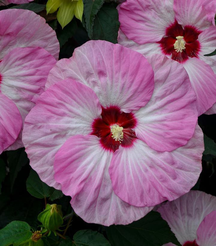 3G PW Hibiscus Summerific 'Spinderella' - Rose Mallow - 1013694