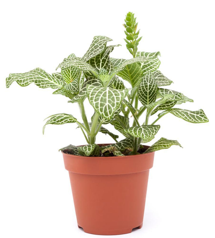 4" Fittonia Plant