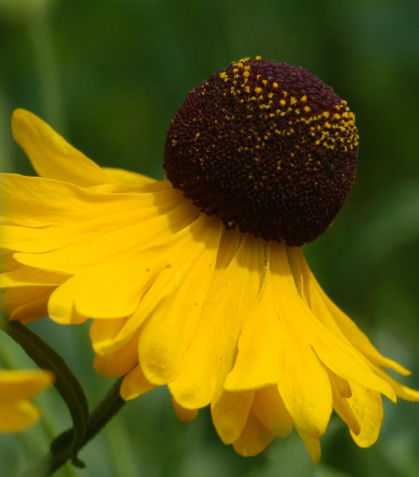 3G Helenium Flexuosum - Purple-headed Sneezeweed - 1029625