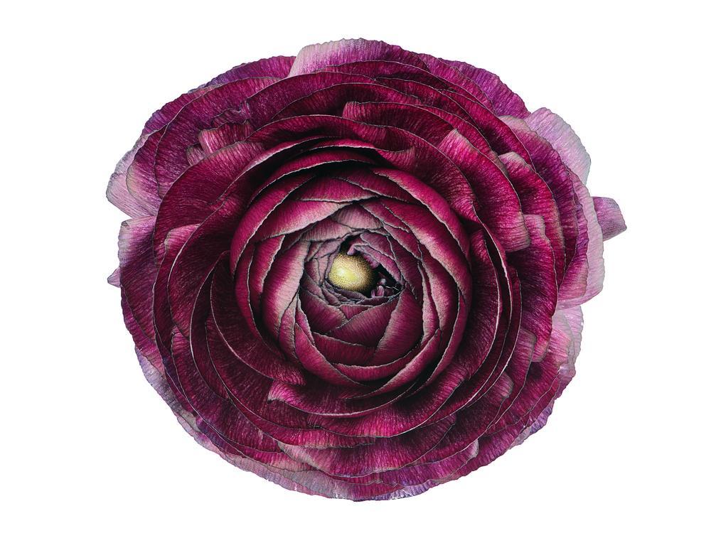 6.5" Ranunculus - Mache Purple
