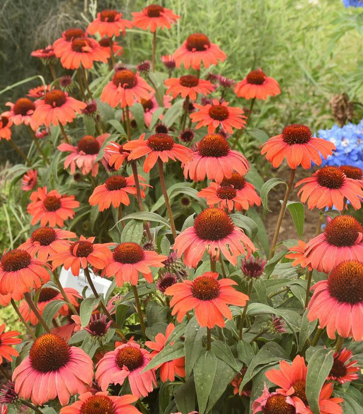 1G Echinacea Eye-Catcher 'Tanager' - Coneflower - 1013392