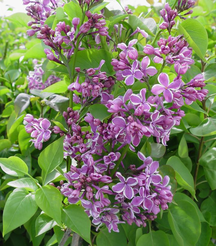 5G Syringa Vulgaris 'Sensation' - Lilac - 1005662