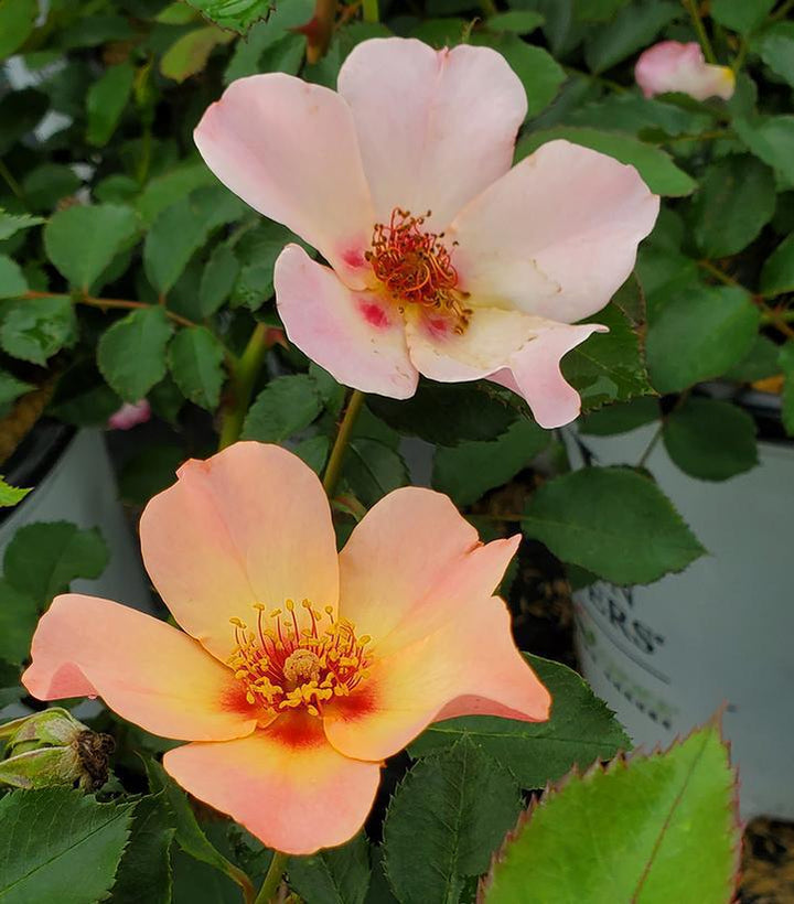 3G Rosa x 'Ringo All-Star' ('ChewEyesUp') Ringo All-Star Rose