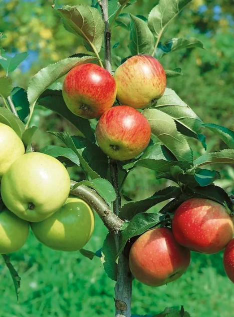 5G Apple Tree - 4 in 1 - 5605