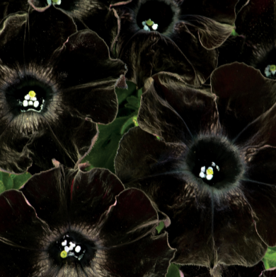 Petunia