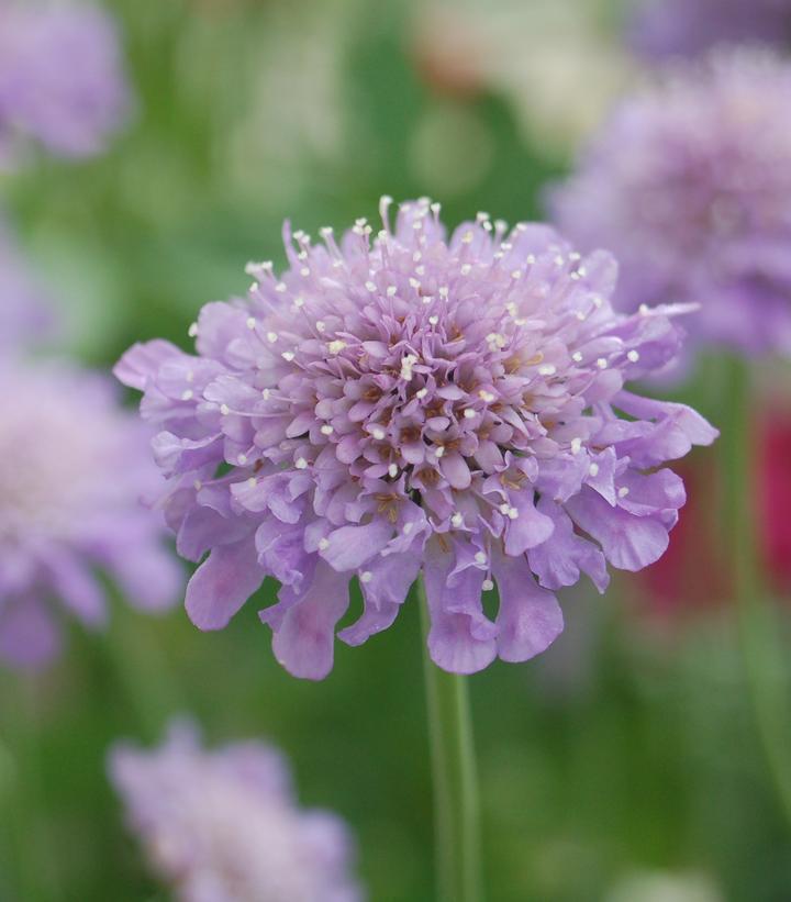 2G Scabiosa caucasica 'Butterfly Blue' Butterfly Blue Pincushion Flower