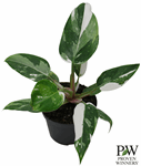 5" PW Philodendron White Wizard - G2579