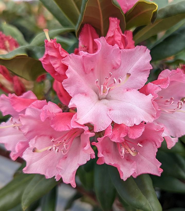 3G Rhododendron x 'Dandy Man Color Wheel 1011023
