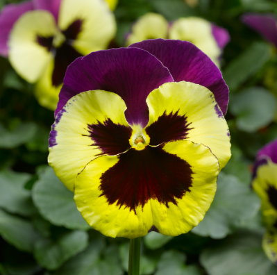 5.5" Pansy - Delta Classic Yellow w/ Purple Wing