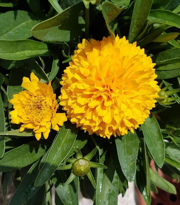 8" Coreopsis Solanna 'Golden Sphere' - Tickseed - 1015137