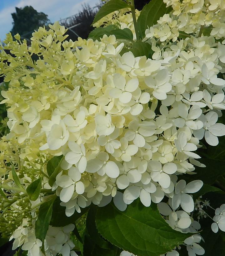 3G Hydrangea x pan. 'Phantom' Phantom Panicle Hydrangea 1002996