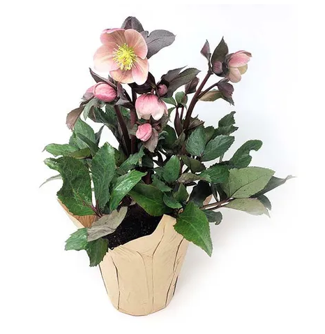 4" Helleborus Assorted
